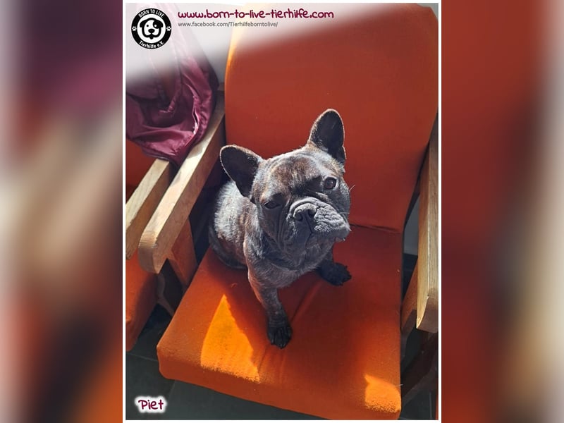 Kleiner Sonnenschein Piet sucht sein Körbchen