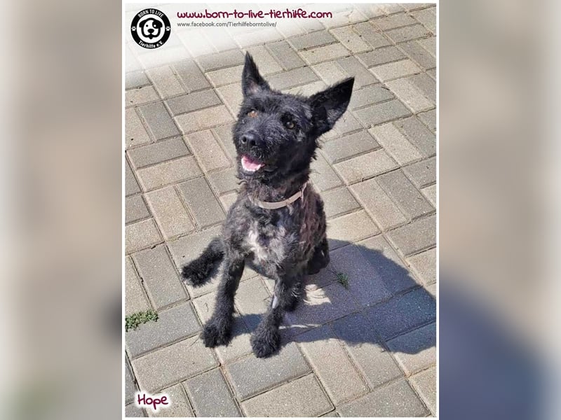 Schönes Einzelplätzchen für HOPE gesucht