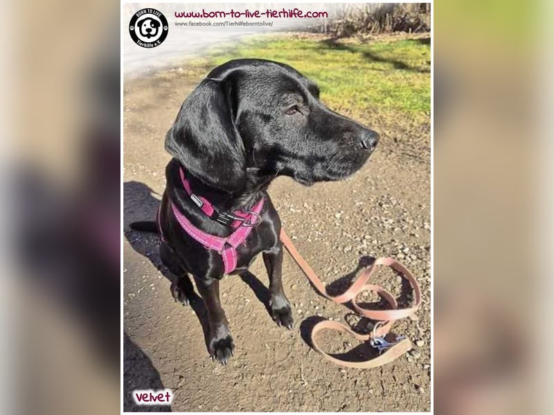 Velvet sucht ein neues Zuhause