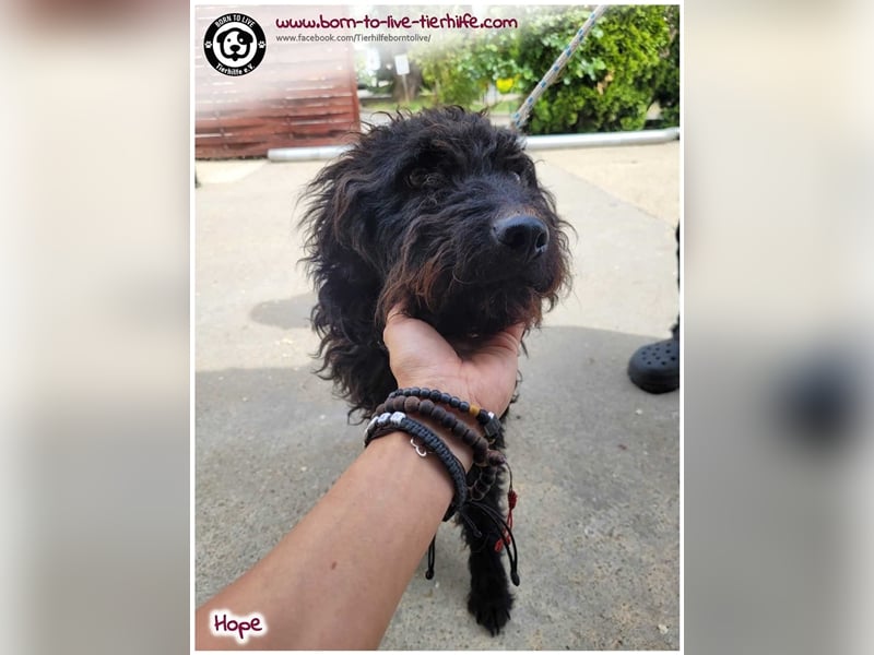 Schönes Einzelplätzchen für HOPE gesucht