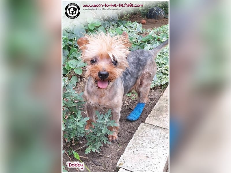 Dobby sucht ein Zuhause für immer