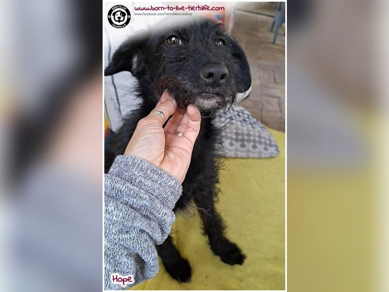 Dreibeinchen Hope sucht liebes Zuhause
