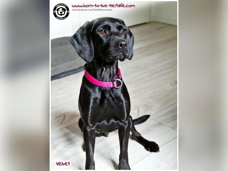 Velvet sucht ein neues Zuhause