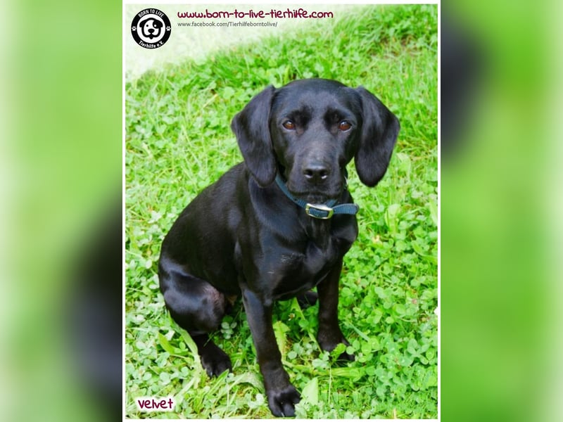 Velvet sucht ein neues Zuhause