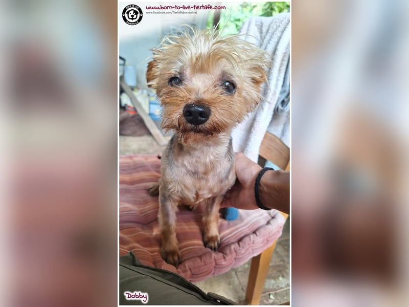 Dobby sucht ein Zuhause für immer