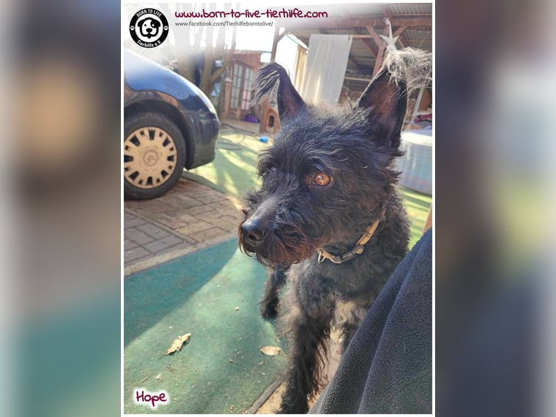 Schönes Einzelplätzchen für HOPE gesucht