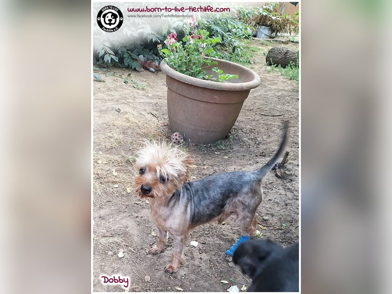 Dobby sucht ein Zuhause für immer