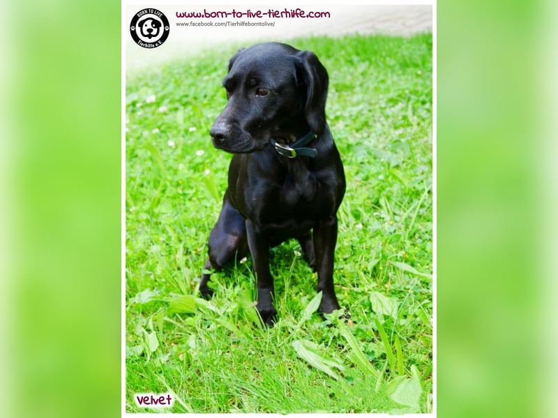 Velvet sucht ein neues Zuhause