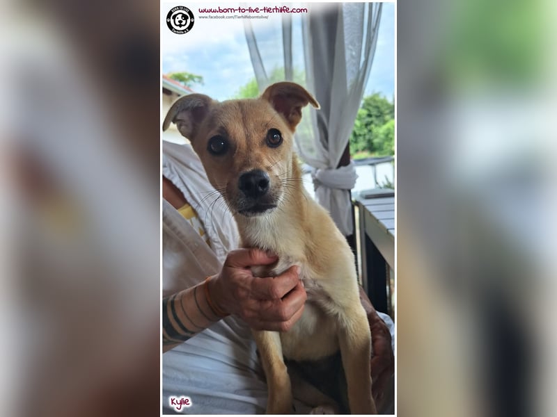 Kleine Kylie auf der Suche nach ihrem Zuhause
