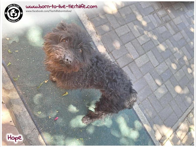 Schönes Einzelplätzchen für HOPE gesucht