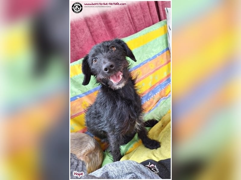 Dreibeinchen Hope sucht liebes Zuhause