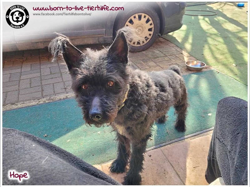 Schönes Einzelplätzchen für HOPE gesucht