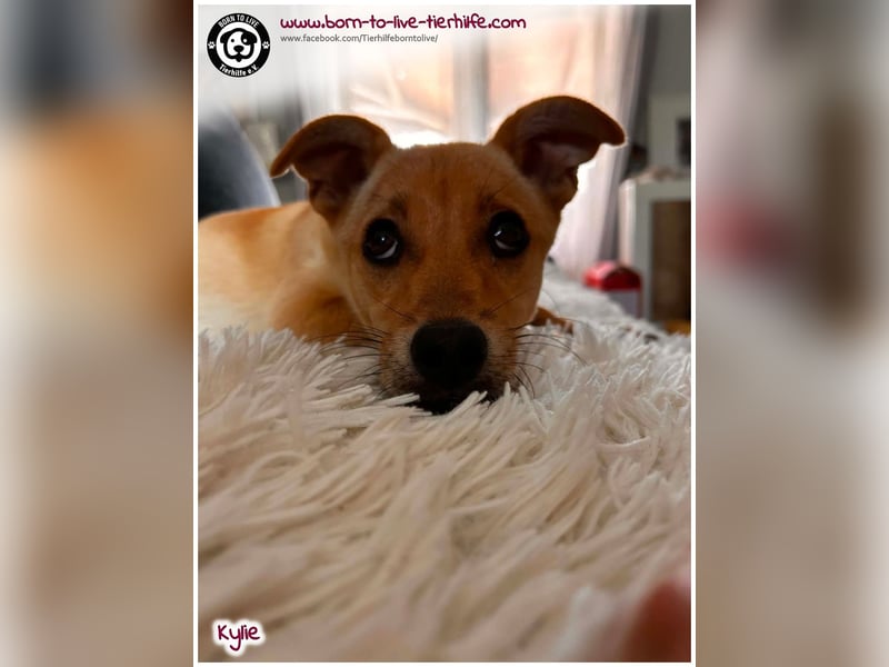 Kleine Kylie auf der Suche nach ihrem Zuhause