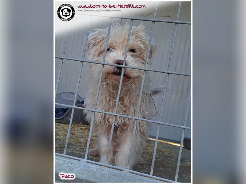 Wuschelchen Paco auf der Suche nach seinen Menschen