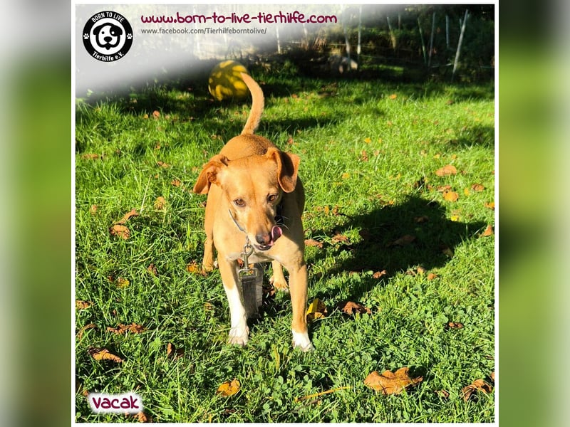 VACAK sucht ein Zuhause