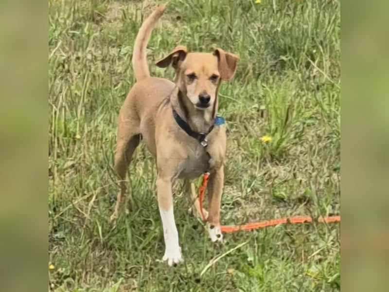 VACAK sucht ein Zuhause