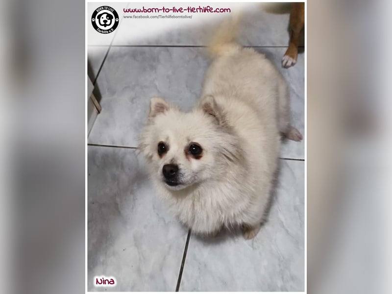 Hübsche Nina sucht ein Zuhause