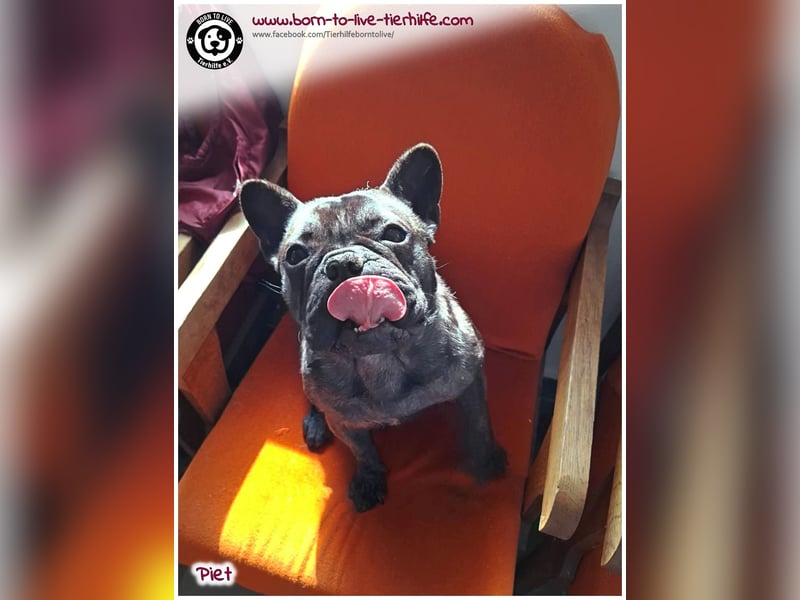 Kleiner Sonnenschein Piet sucht sein Körbchen