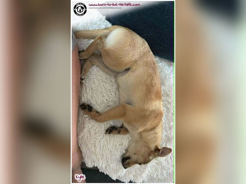 Kleine Kylie auf der Suche nach ihrem Zuhause
