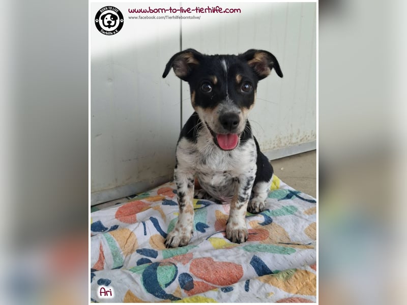 Der kleine Ari sucht ein warmes Körbchen