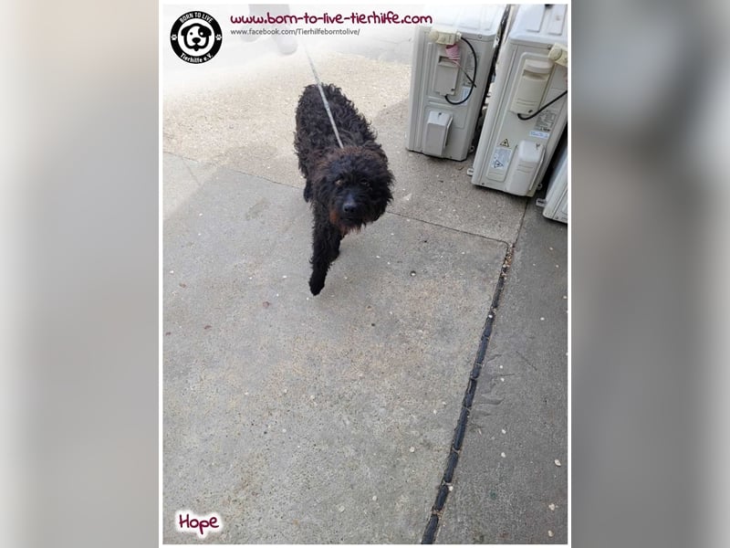 Schönes Einzelplätzchen für HOPE gesucht