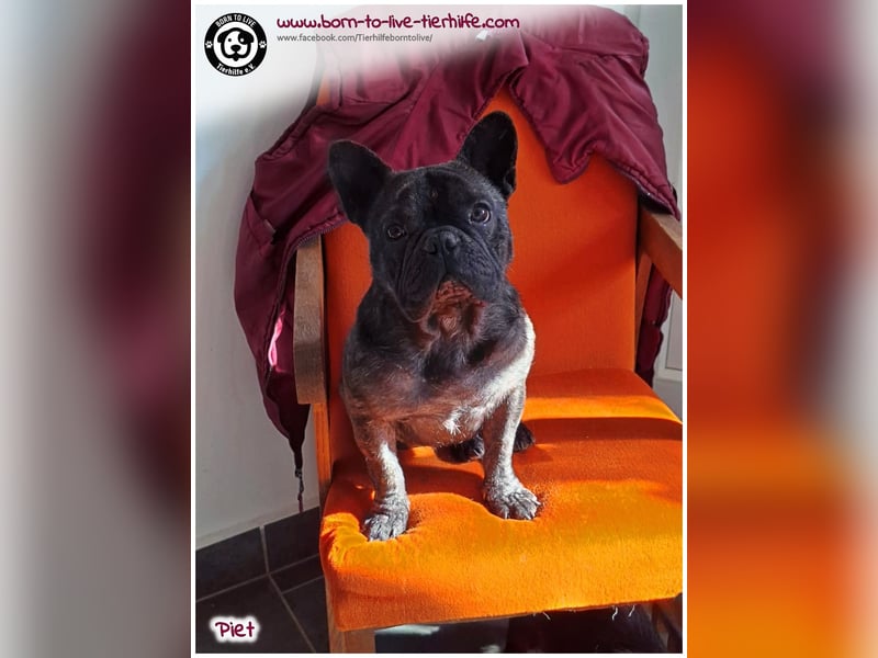 Kleiner Sonnenschein Piet sucht sein Körbchen