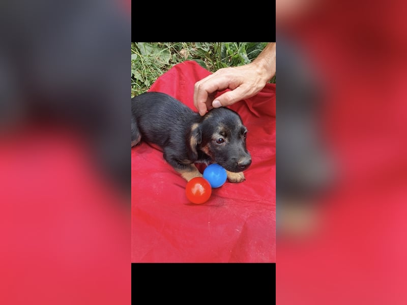 Tom und Jerry 4,5 Monate ❤