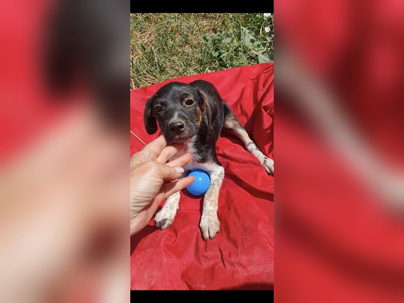 Tom und Jerry 4,5 Monate ❤