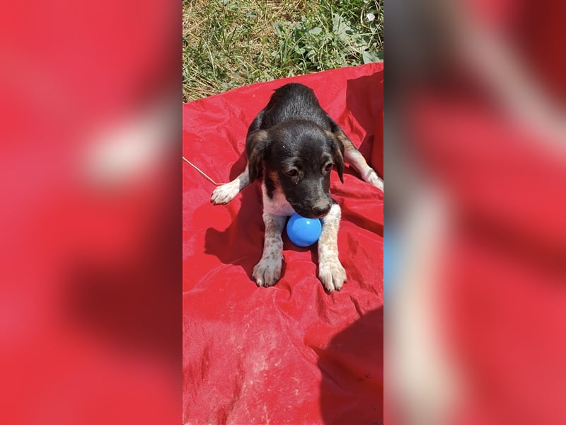 Tom und Jerry 4,5 Monate ❤