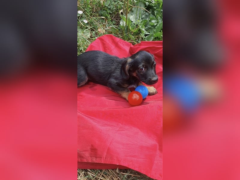 Tom und Jerry 4,5 Monate ❤