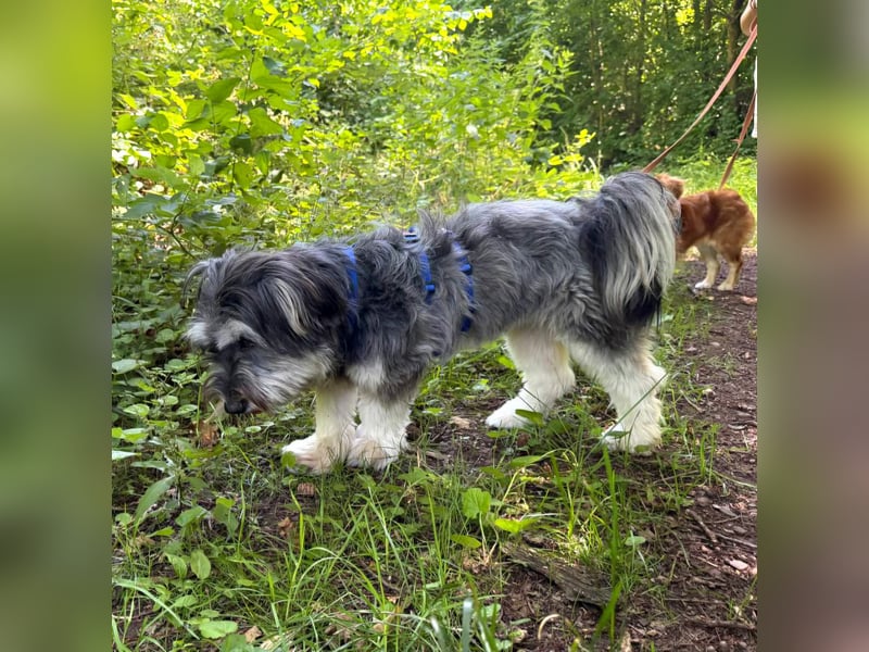 Juna - loyal&liebevoll