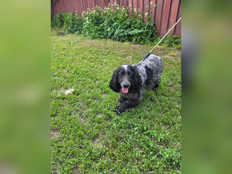 Der russische Spaniel Charli sucht zuhause!