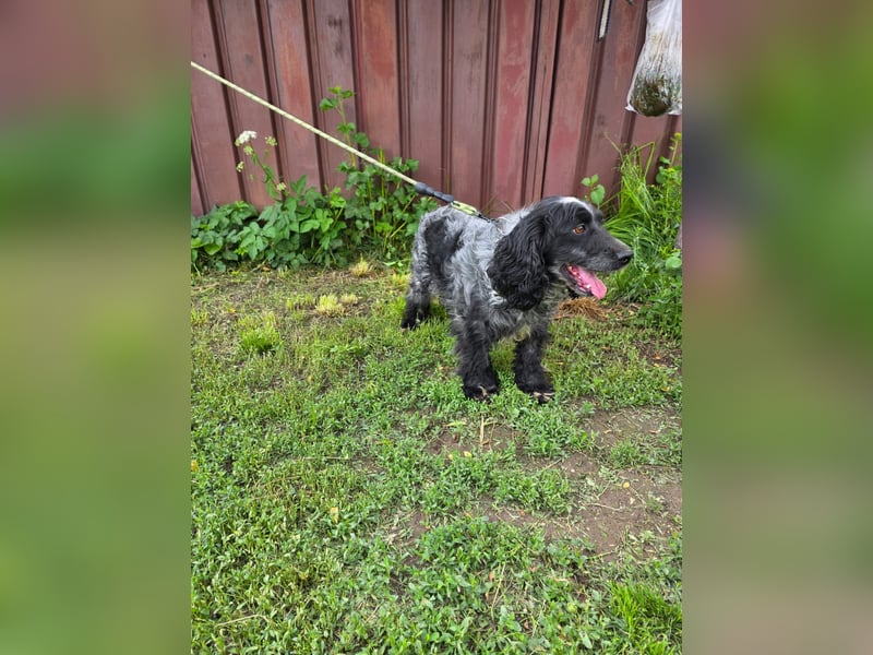 Der russische Spaniel Charli sucht zuhause!
