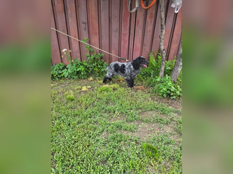 Der russische Spaniel Charli sucht zuhause!