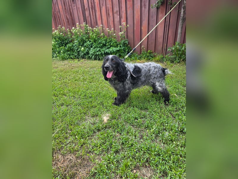 Der russische Spaniel Charli sucht zuhause!