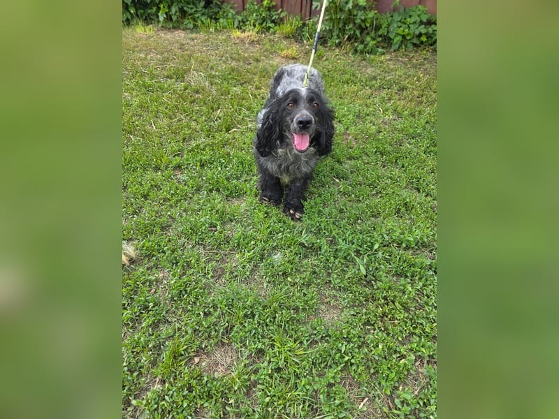 Der russische Spaniel Charli sucht zuhause!