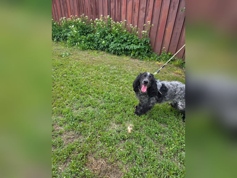 Der russische Spaniel Charli sucht zuhause!