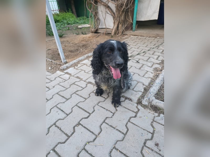 Der russische Spaniel Charli sucht zuhause!