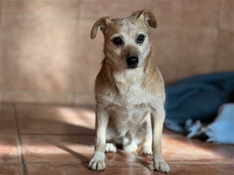 Freundlicher Noel sucht neues Zuhause