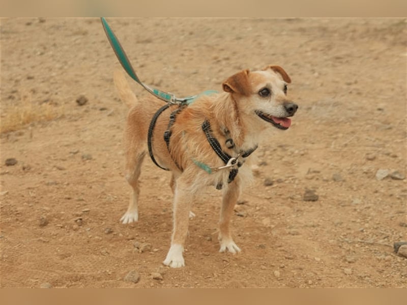 Freundlicher Noel sucht neues Zuhause