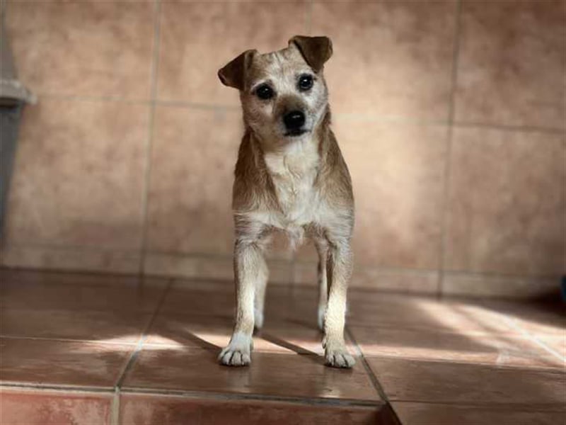 Freundlicher Noel sucht neues Zuhause