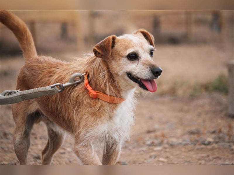 Freundlicher Noel sucht neues Zuhause