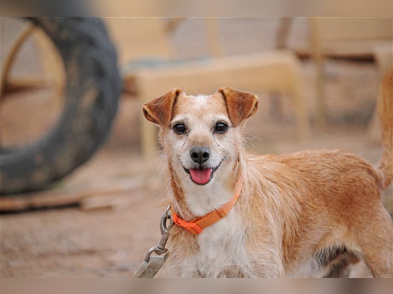 Freundlicher Noel sucht neues Zuhause