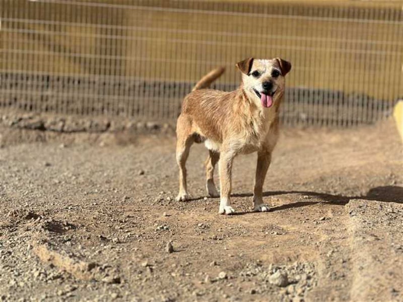 Freundlicher Noel sucht neues Zuhause