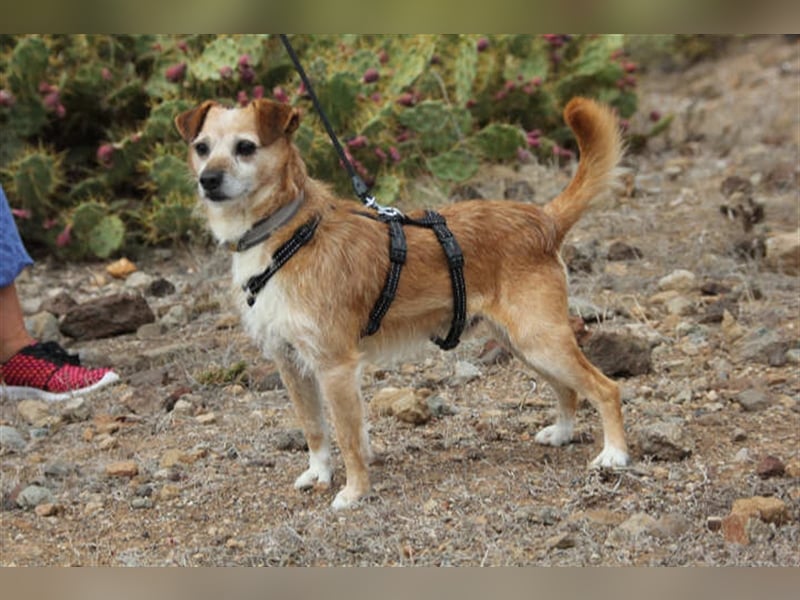 Freundlicher Noel sucht neues Zuhause