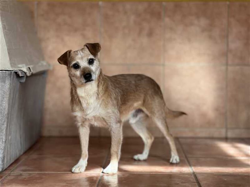 Freundlicher Noel sucht neues Zuhause