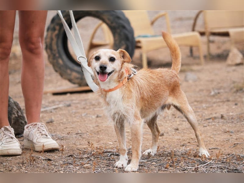 Freundlicher Noel sucht neues Zuhause