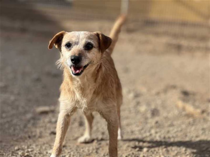 Freundlicher Noel sucht neues Zuhause