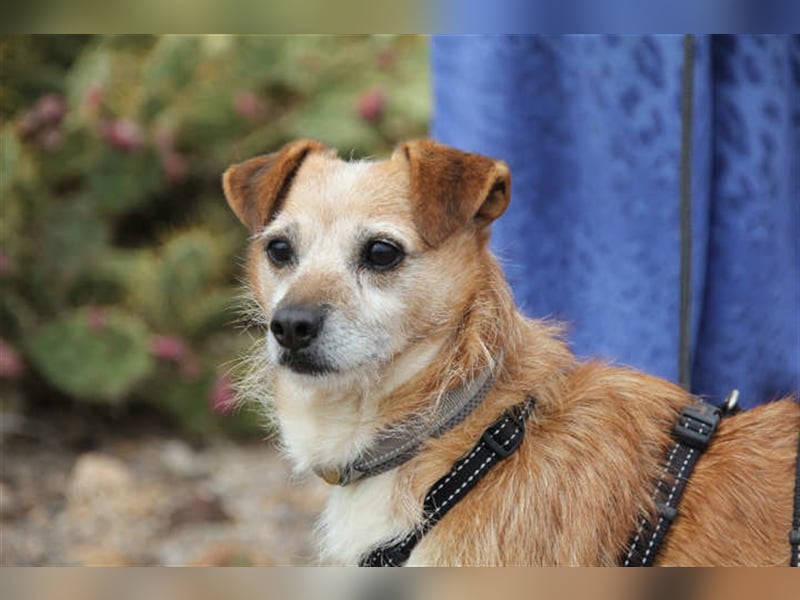 Freundlicher Noel sucht neues Zuhause