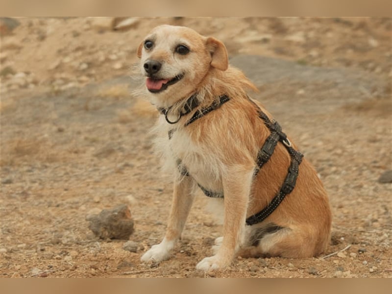 Freundlicher Noel sucht neues Zuhause